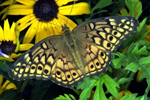 Butterfly Prints: Brushfoot Butterfly