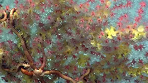 2024 Prints: Bubblegum Coral