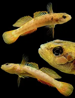 Kentucky Prints: Buck Darter (Etheostoma nebra)