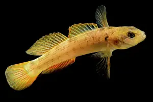 Range Prints: Buck Darter (Etheostoma nebra)