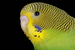 Animals Prints: Budgerigar (Melopsittacus undulatus) portrait