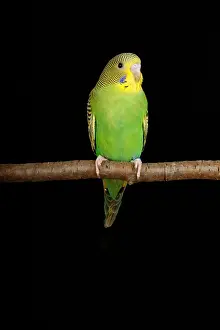 Psittacidae Prints: Budgerigar (Melopsittacus undulatus) portrait
