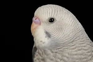 Animals Prints: Budgerigar (Melopsittacus undulatus) portrait