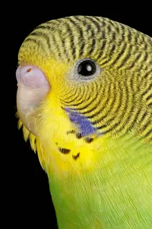 Animals Prints: Budgerigar (Melopsittacus undulatus) portrait