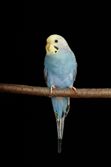 Psittacidae Prints: Budgerigar (Melopsittacus undulatus) portrait