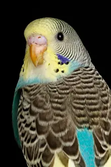 Psittacidae Prints: Budgerigar (Melopsittacus undulatus) portrait