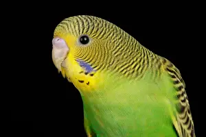 Many Science & Medical Prints: Budgerigar (Melopsittacus undulatus) portrait