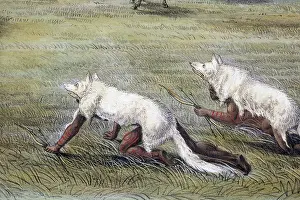 Wolf Prints: Buffalo Hunt