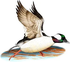 Arizona Prints: Bufflehead Drake