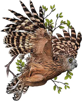 Nocturnal Prints: Buffy fish owl