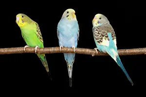 Psittacidae Prints: Three Bugerigars on a branch