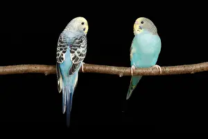 Captive Prints: Two Bugerigars on a branch