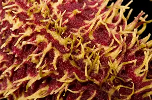 Beetle Prints: Bulbophyllum Orchid