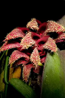 Beetle Prints: Bulbophyllum Orchid