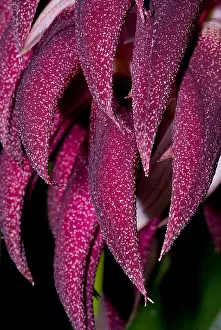 Beetle Prints: Bulbophyllum Orchid