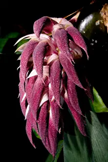 Beetle Prints: Bulbophyllum Orchid