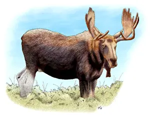 Bulls Prints: Bull Moose