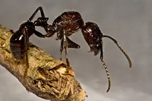 Dangerous Prints: Bullet Ant