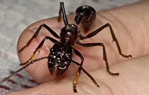 Dangerous Prints: Bullet Ant on Hand