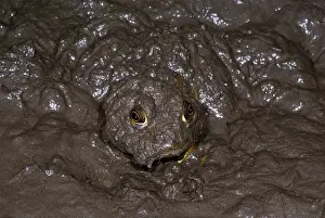 Bulls Prints: Bullfrog