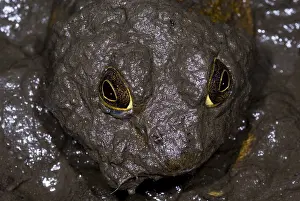 Bulls Prints: Bullfrog