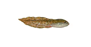 Bullfrog tadpole
