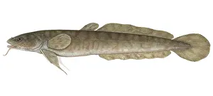 March Prints: Burbot