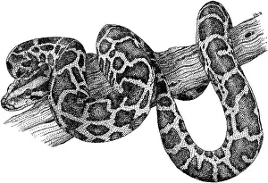 Predators Prints: Burmese Python