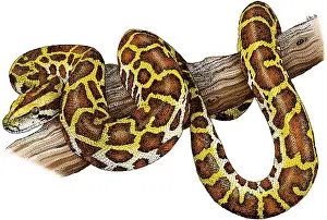 Predator Prints: Burmese Python