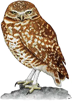 Avian Prints: Burrowing Owl
