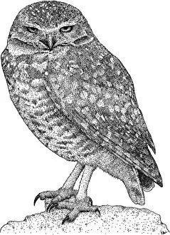 California Prints: Burrowing Owl