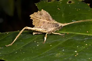 Zoology Prints: Bush Cricket