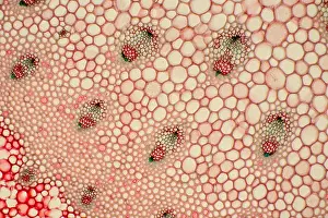 Butcher's Broom Stem under a microscope
