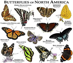 2015 Prints: Butterflies of North America