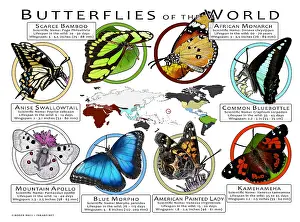 Maps Prints: Butterflies of the World