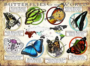 Prints: Butterflies of the World