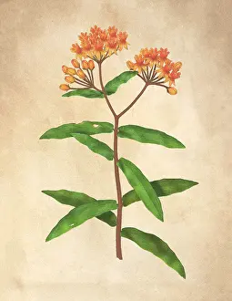 Weed Prints: Butterfly Weed (Asclepias tuberosa)