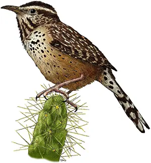 State Prints: Cactus Wren