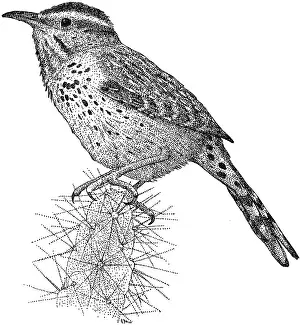 State Prints: Cactus Wren