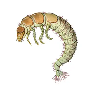 Insect Prints: Caddisfly Larva