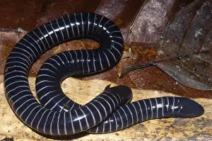 July Prints: Caecilian