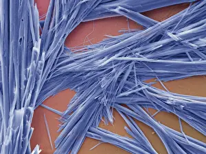 Nature, History, Science Prints: Caffeine Crystals, under a microscope (SEM)