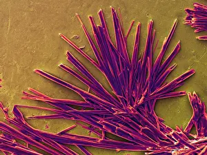 Nature, History, Science Prints: Caffeine Crystals, under a microscope (SEM)