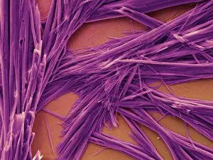 Nature, History, Science Prints: Caffeine Crystals, under a microscope (SEM)