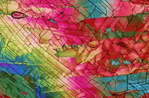Caffeine Under the Microscope