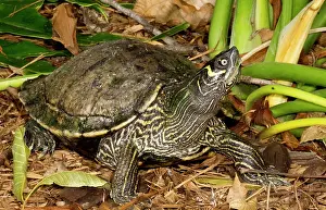 Maps Prints: Cagle's Map Turtle (Graptemys caglei )