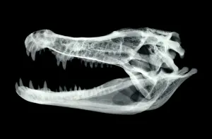 Brazil Prints: Caiman Skull X-ray