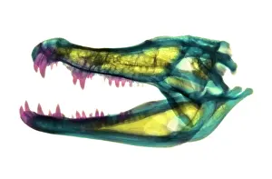 Tooth Prints: Caiman Skull X-ray