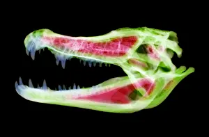 Tooth Prints: Caiman Skull X-ray