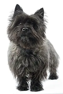Studio Prints: Cairn Terrier Dog